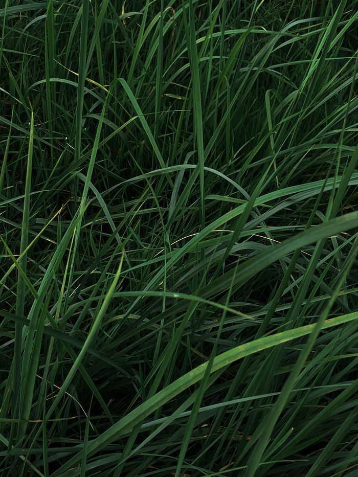 About Close-up of lush green grass blades outdoors during summer, perfect for nature themes.
